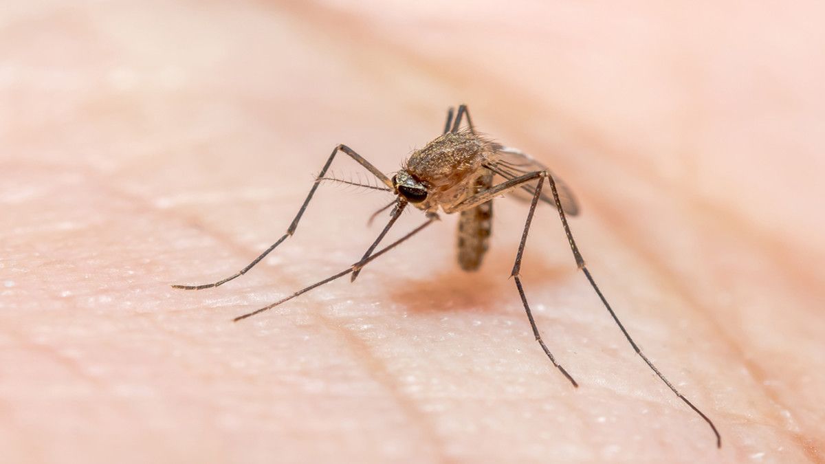 Anopheles (Nyamuk Malaria)
