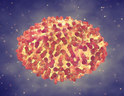 Penyakit Cacar Ular Bisa Sebabkan Kematian, Mitos atau Fakta?