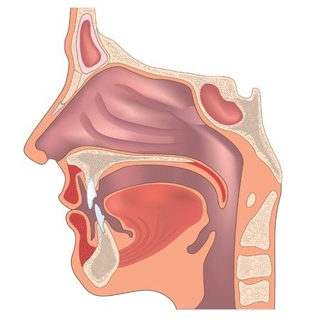 Inilah Fungsi Hidung
