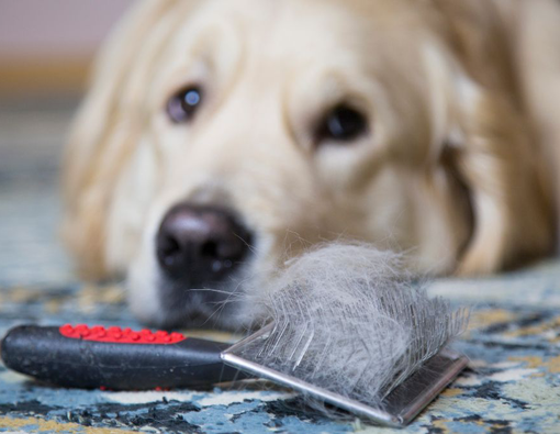 Catat! 5 Penyebab Bulu Anjing Kesayanganmu Rontok