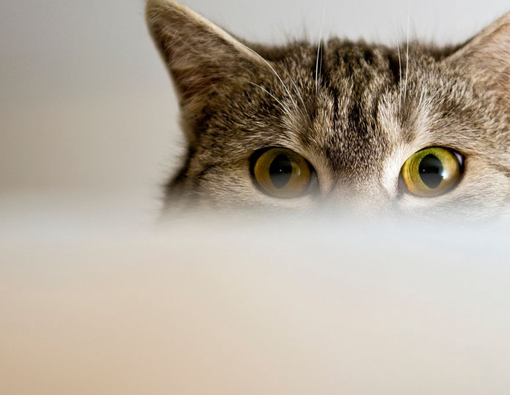 Penyebab Mata Kucing Berair dan Cara Mengatasinya