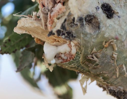 Manfaat Tumbuhan Kemenyan untuk Kesehatan