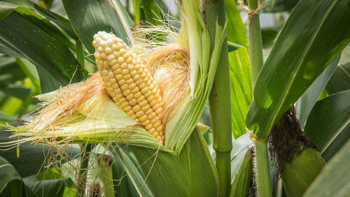 7 Manfaat Rambut Jagung bagi Kesehatan