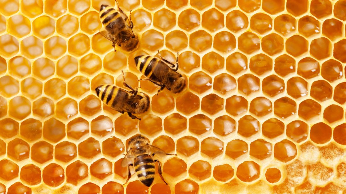 Khasiat Honeycomb yang Baik untuk Kesehatan