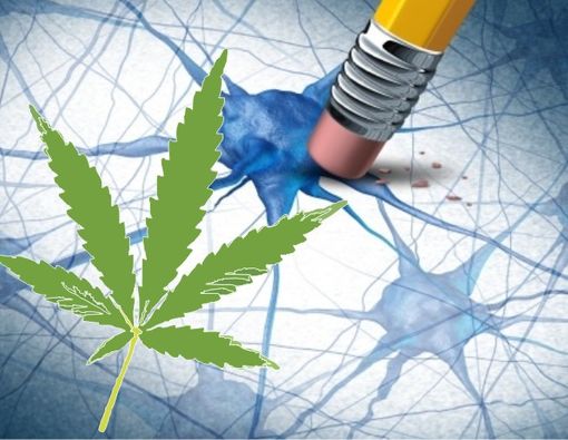 Konsumsi Ganja Berkaitan dengan Perubahan Struktur Otak