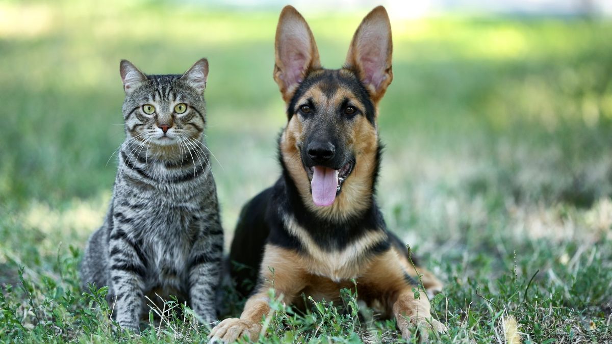 20 Hewan Peliharaan Pemimpin Dunia