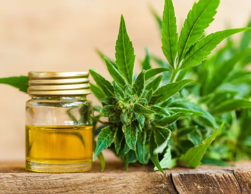 Menelisik CBD Oil dan Manfaatnya untuk Kesehatan