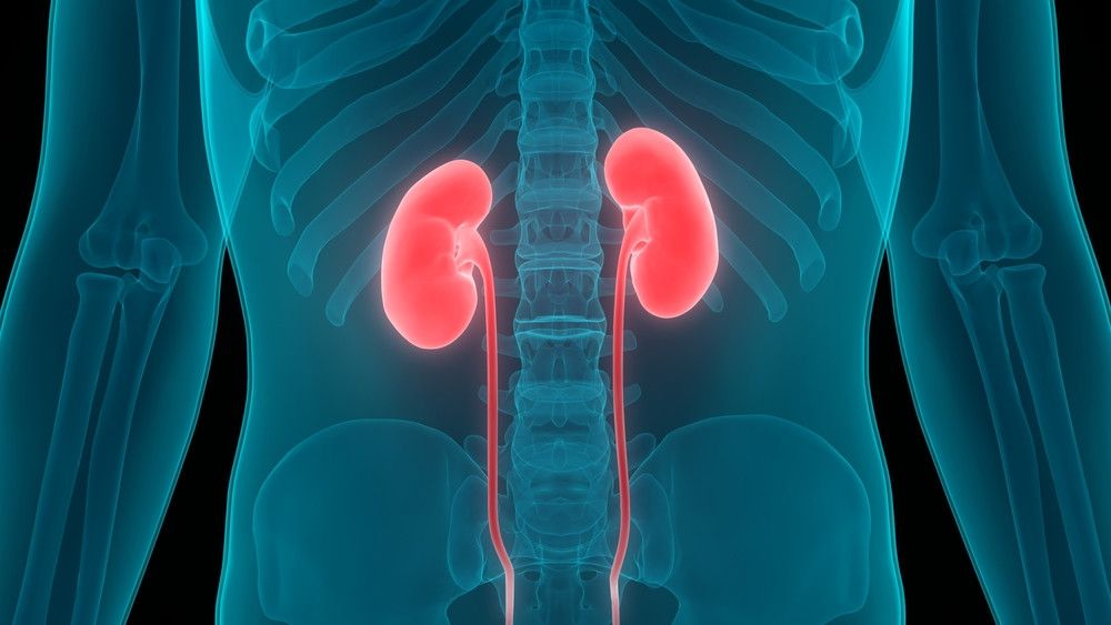 Konsumsi Minuman Berenergi Saat Mudik, Picu Gangguan Ginjal? (Magic Mine/Shutterstock)