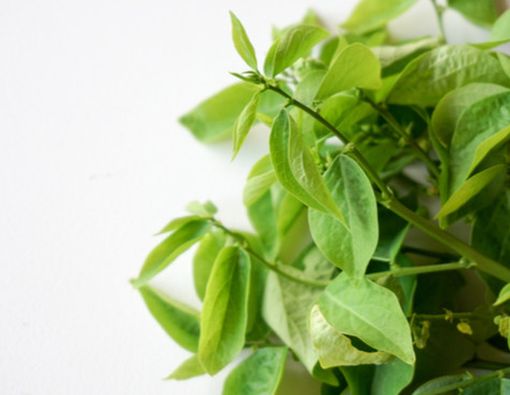 Selain Daun Katuk, Deretan Makanan Ini Juga Perlancar ASI