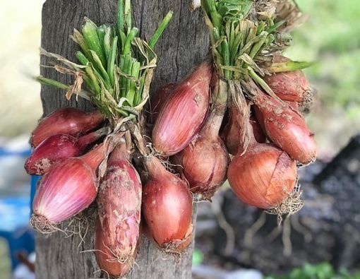 12 Manfaat Bawang Dayak untuk Kesehatan