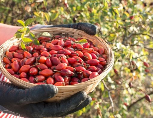 Manfaat Mengonsumsi Rosehip Bagi Ibu Hamil