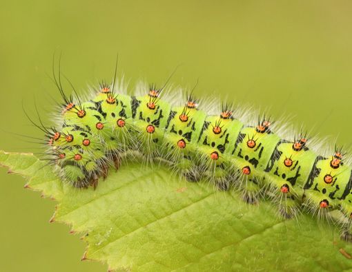 Kemarau Datang Ulat Bulu Menyerang, Apa Efeknya pada Kesehatan?