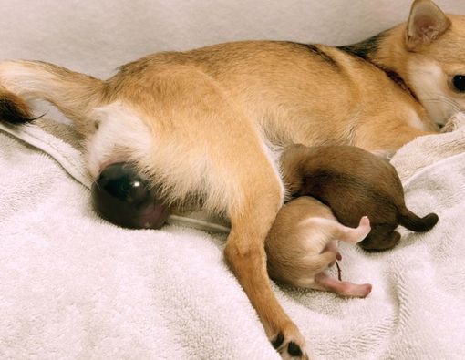 Ciri-Ciri Anjing Mau Melahirkan yang Perlu Kamu Tahu 