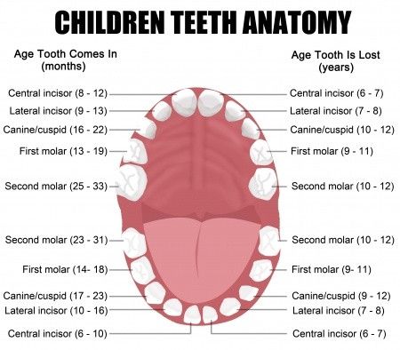 Perkembangan Gigi dan Mulut Anak