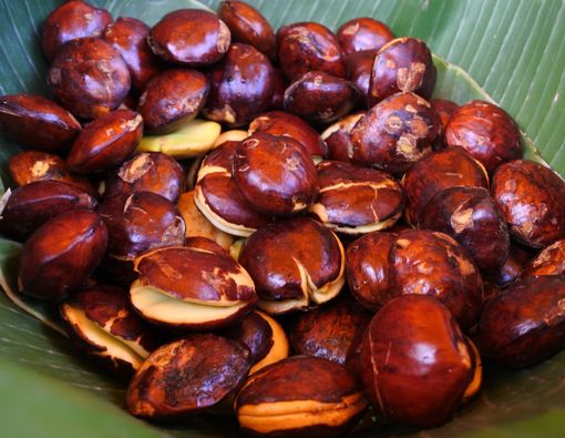 Khasiat Jengkol untuk Mengatasi Penyakit Jantung