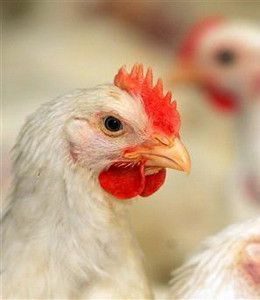 2014, Indonesia Bebas Flu Burung