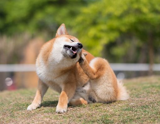 7 Penyakit Kulit pada Anjing dan Cara Mengatasinya