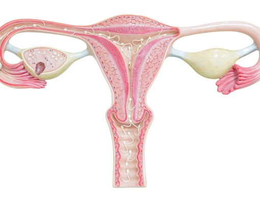 Benarkah Rahim Bisa Stres?