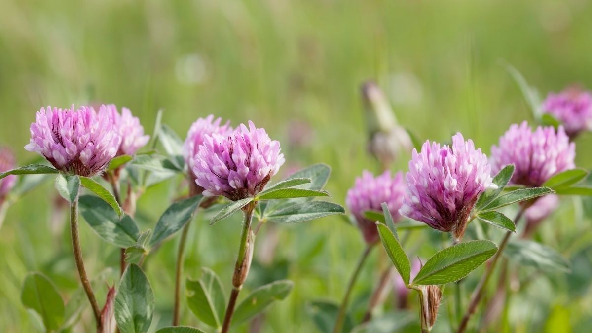 Benarkah Semanggi Merah Dapat Ringankan Eksim?