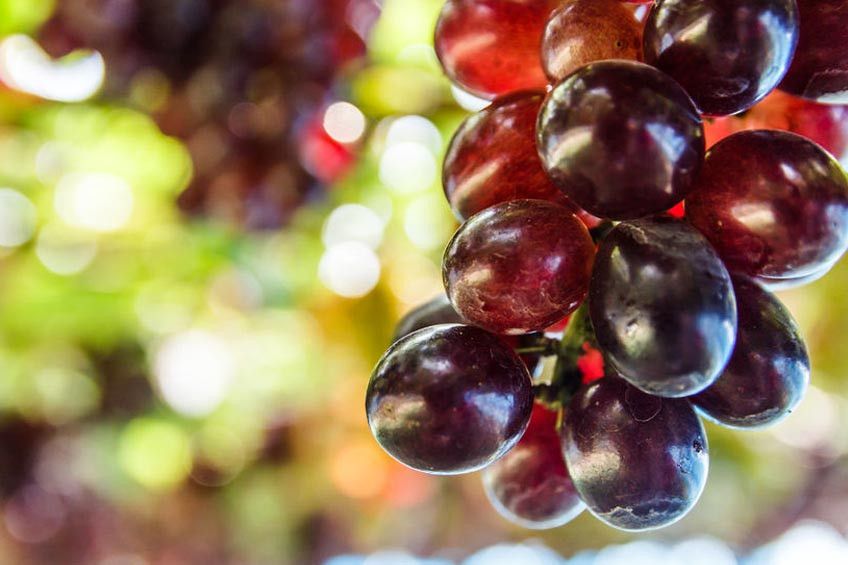 Makan Anggur Bisa Cegah Demensia?