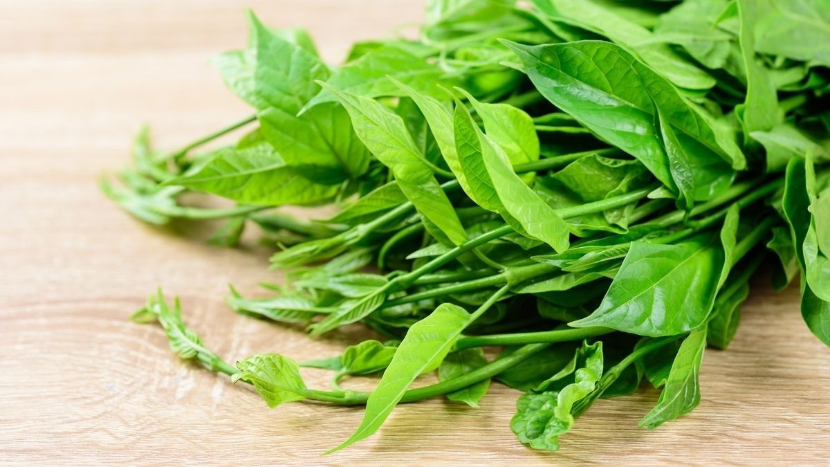 Manfaat Gurmar untuk Penderita Diabetes