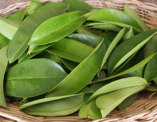 Mencegah Kanker dengan Daun Sirsak, Efektifkah?