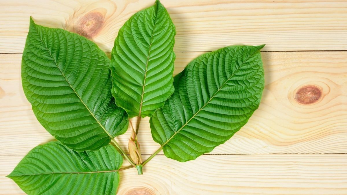 6 Manfaat Istimewa Daun Kratom bagi Kesehatan