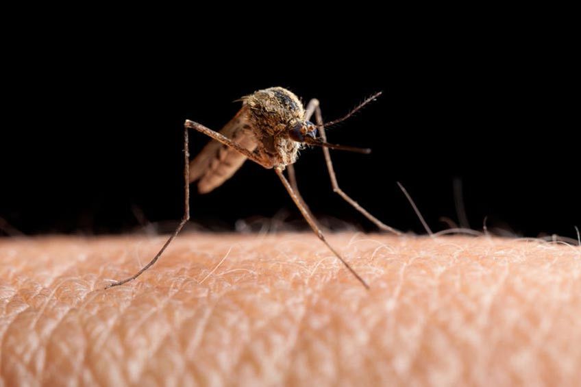 Ini Dia Jenis Nyamuk Sumber Penyakit yang Ada di Indonesia