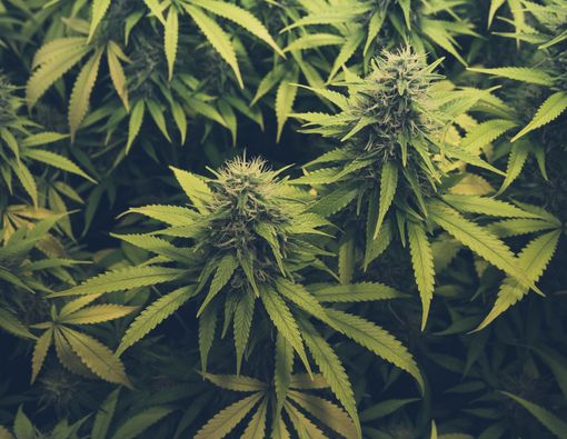 Mengungkap Bahaya Terapi Bronkitis Pakai Ganja