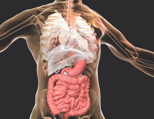 Cara Alami Menjaga Kesehatan Pencernaan