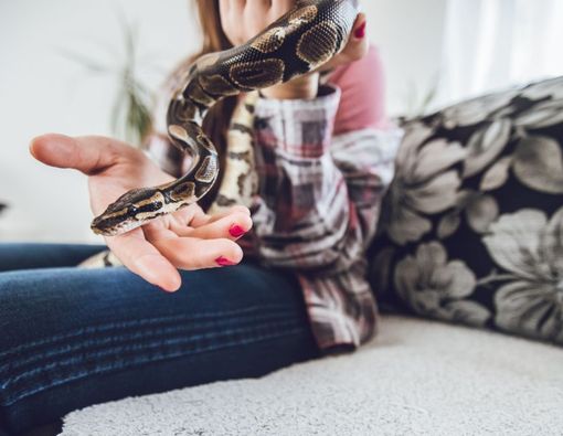 7 Bahaya Memelihara Hewan Buas dan Liar di Rumah