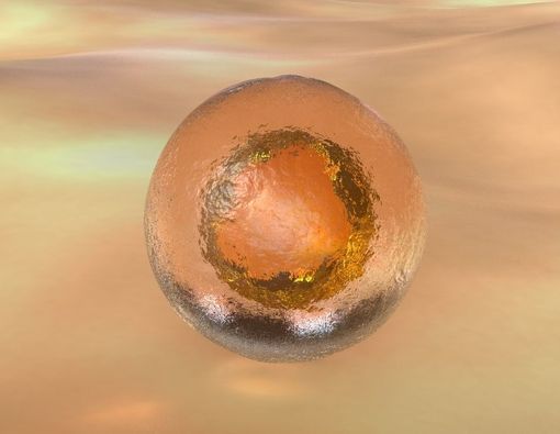 Tahapan Prosedur Pembekuan Sel Telur