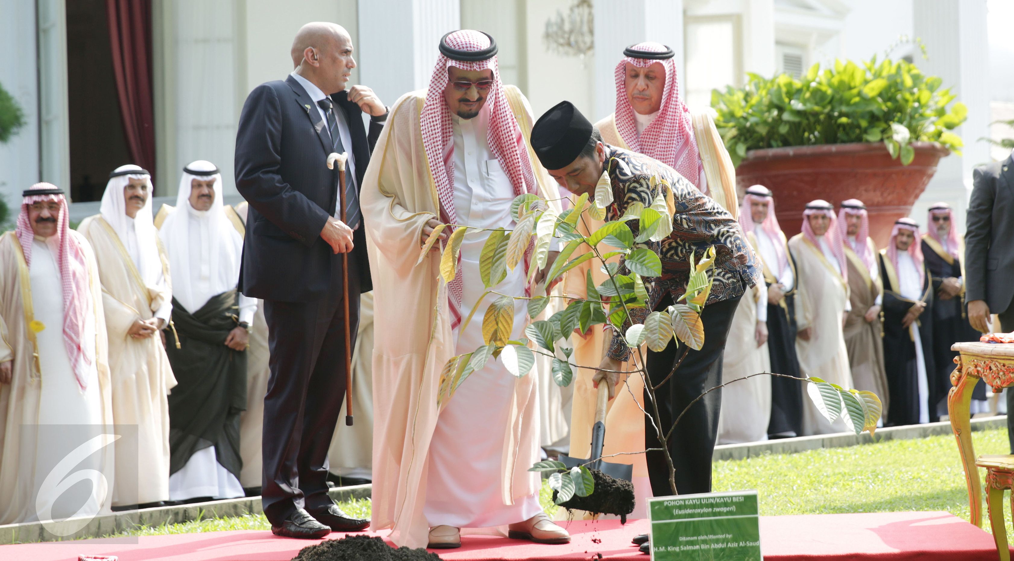 Raja Salman Tanam Pohon Ulin, Ini Manfaatnya untuk Kesehatan