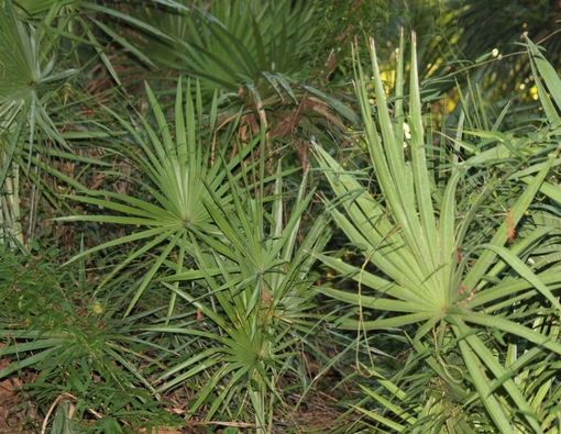 Beragam Manfaat Saw Palmetto untuk Kulit