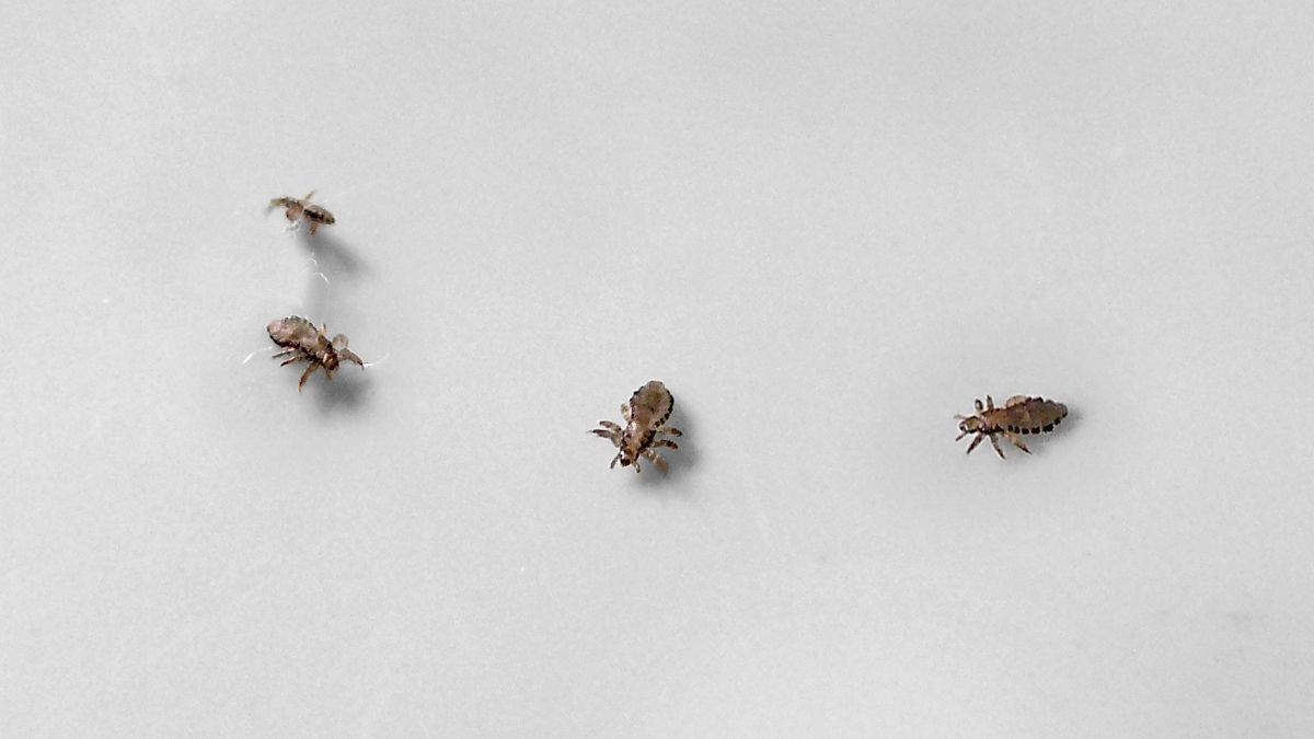 Mengenal Virus Yezo yang Menginfeksi Lewat Kutu