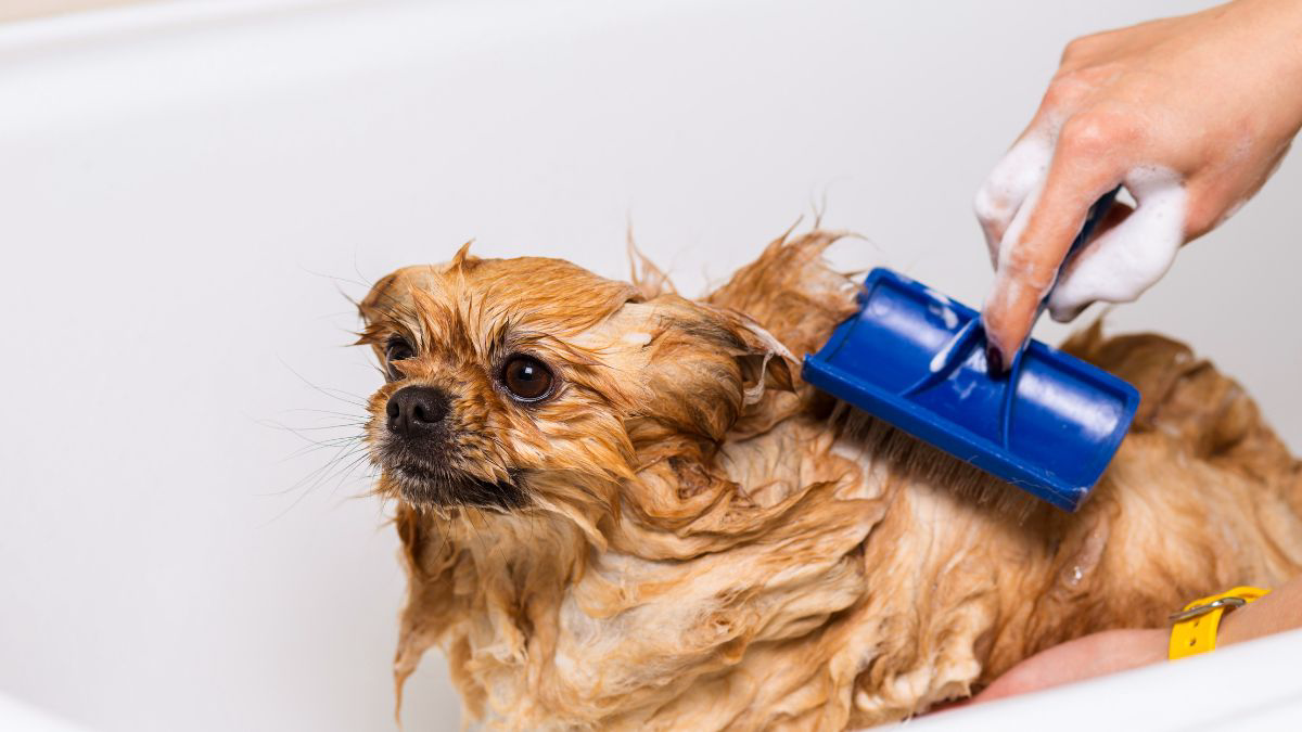 Memandikan Hewan Peliharaan 