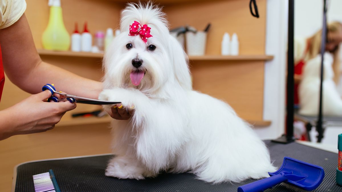 Agar Anabul Bersih dan Sehat, Ini Cara Grooming Anjing