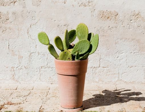 Manfaat Kaktus untuk Kulit yang Jarang Diketahui