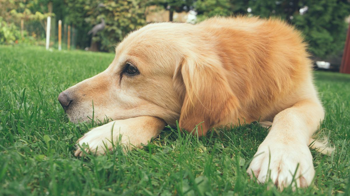 10 Ciri-Ciri Anjing Stres yang Perlu Kamu Ketahui