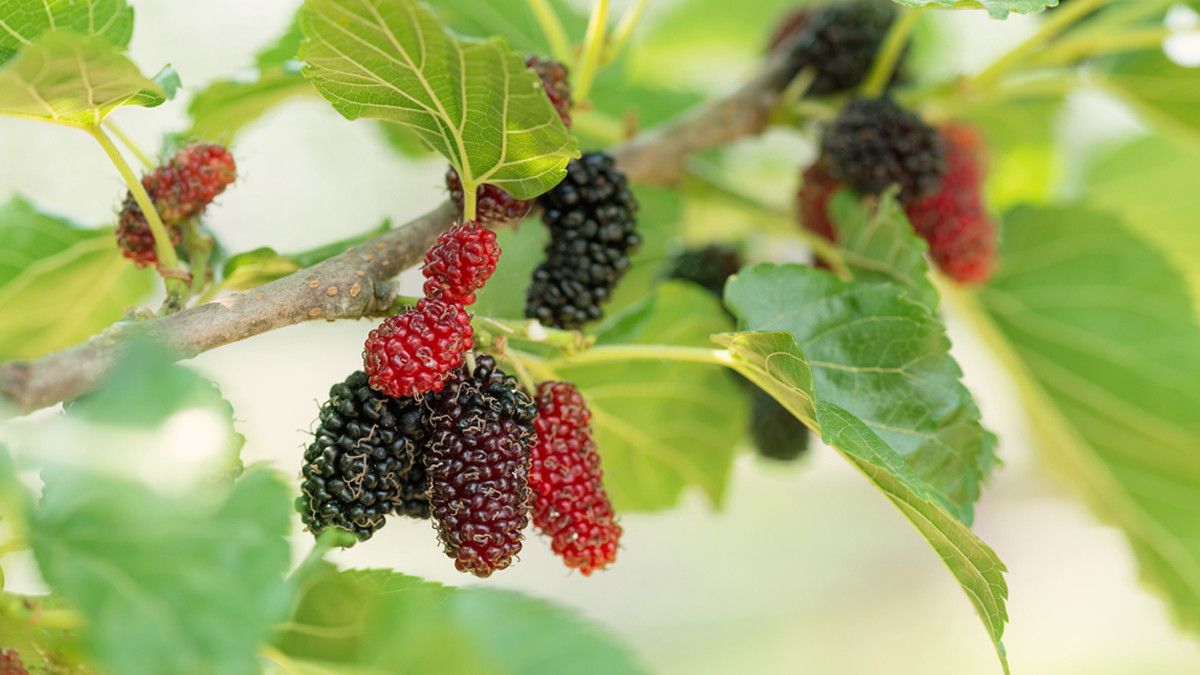 Punya Masalah Anemia, Coba Perbanyak Makan Buah Mulberry atau Murbei!