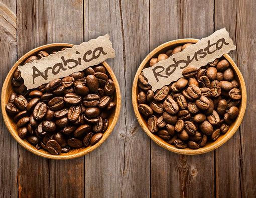 Mana Lebih Aman, Kopi Arabika atau Robusta?