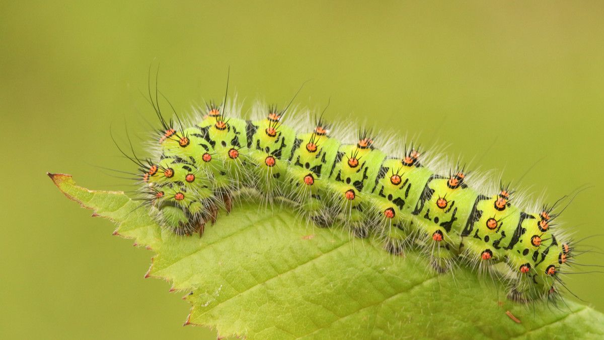 Kemarau Datang Ulat Bulu Menyerang, Apa Efeknya pada Kesehatan?