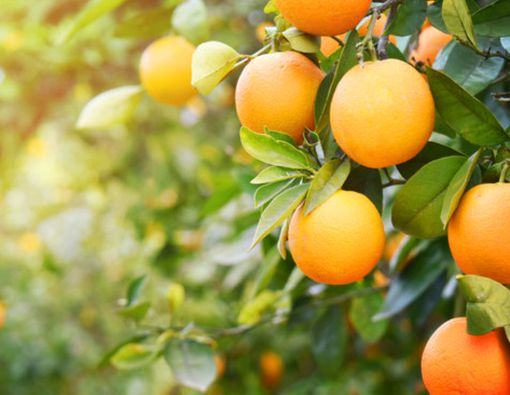 Daftar Makanan Sehat untuk Ibu Hamil Muda