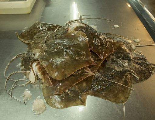 Ketahui Kandungan Gizi Ikan Pari di Sini