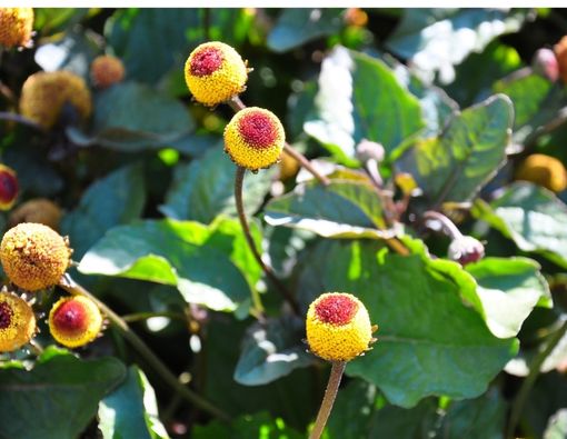 Spilanthol dan Manfaatnya untuk Perawatan Kulit Wajah