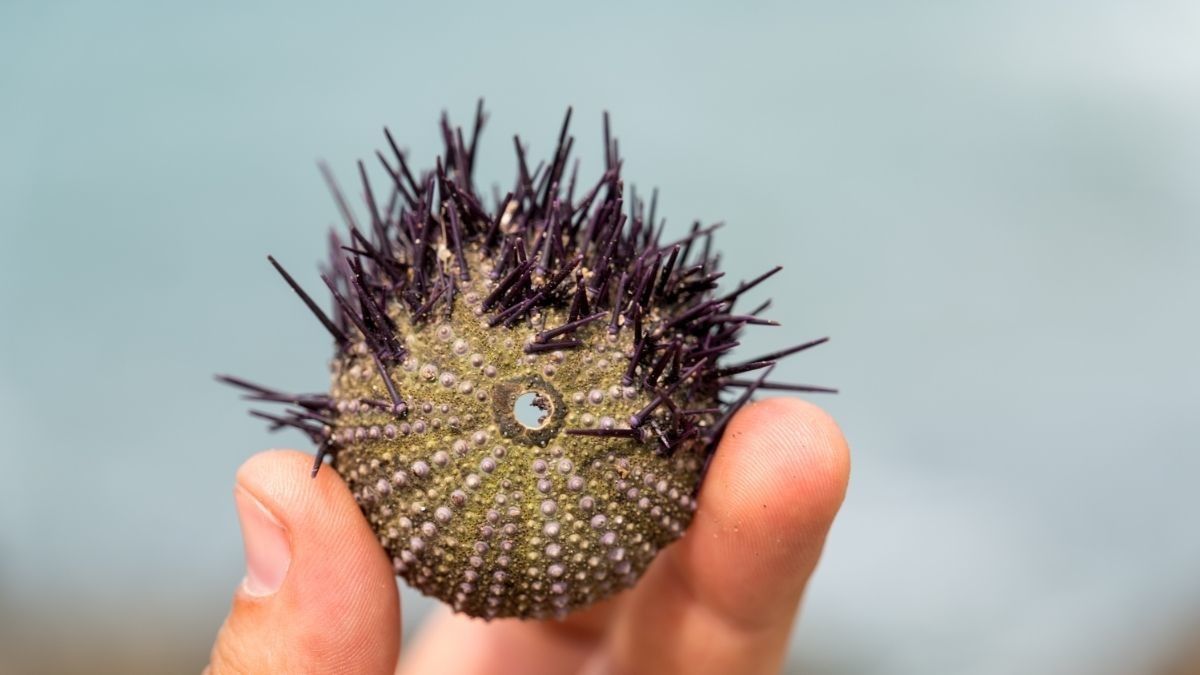 Manfaat Makan Bulu Babi Bagi Kesehatan