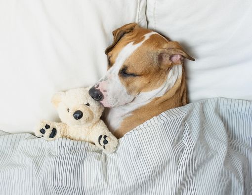 Menjaga Kebersihan Anjing Agar Layak Tidur di Kamar Tidur