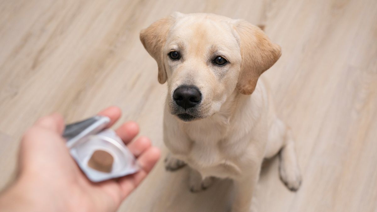 6 Jenis Vitamin untuk Anjing dan Manfaatnya 