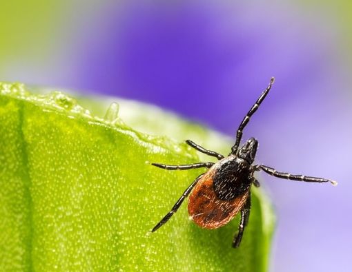 Bentol Tak Kunjung Hilang? Waspada Infeksi Caplak