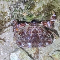 Wanita Ini Meninggal Setelah Makan Kepiting Setan ‘Devil Crab’